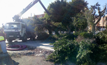 Preparando estos ejemplares de ficus para su trasplante