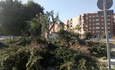 Preparando estos ejemplares de ficus para su trasplante