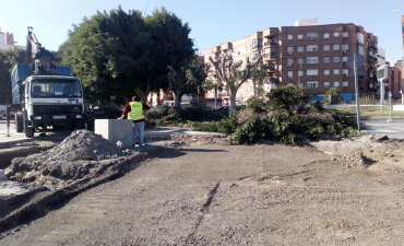 Preparando estos ejemplares de ficus para su trasplante