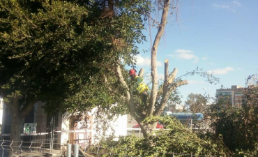 Preparando estos ejemplares de ficus para su trasplante