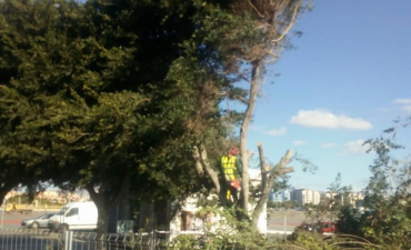 Preparando estos ejemplares de ficus para su trasplante