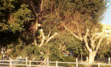 Preparando estos ejemplares de ficus para su trasplante