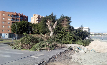 Preparando estos ejemplares de ficus para su trasplante