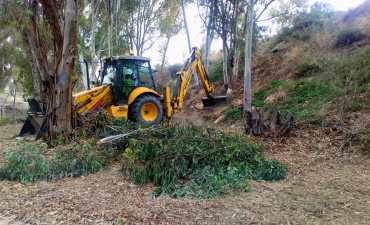 Seguimos con la limpieza y apeo de árboles enfermos