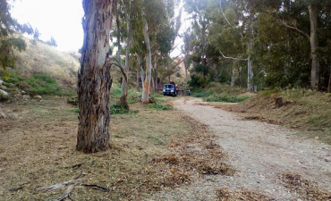 Seguimos con la limpieza y apeo de árboles enfermos