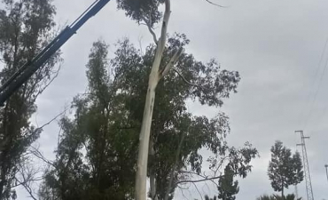 Seguimos con la limpieza y apeo de árboles enfermos