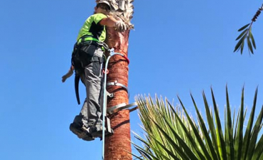 Volvemos a realizar trabajos en altura, afeitado y limpieza de palmeras de más de 10 metros de altura