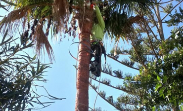 volvemos a realizar trabajos en altura, afeitado y limpieza de palmeras de más de 10 metros de altura