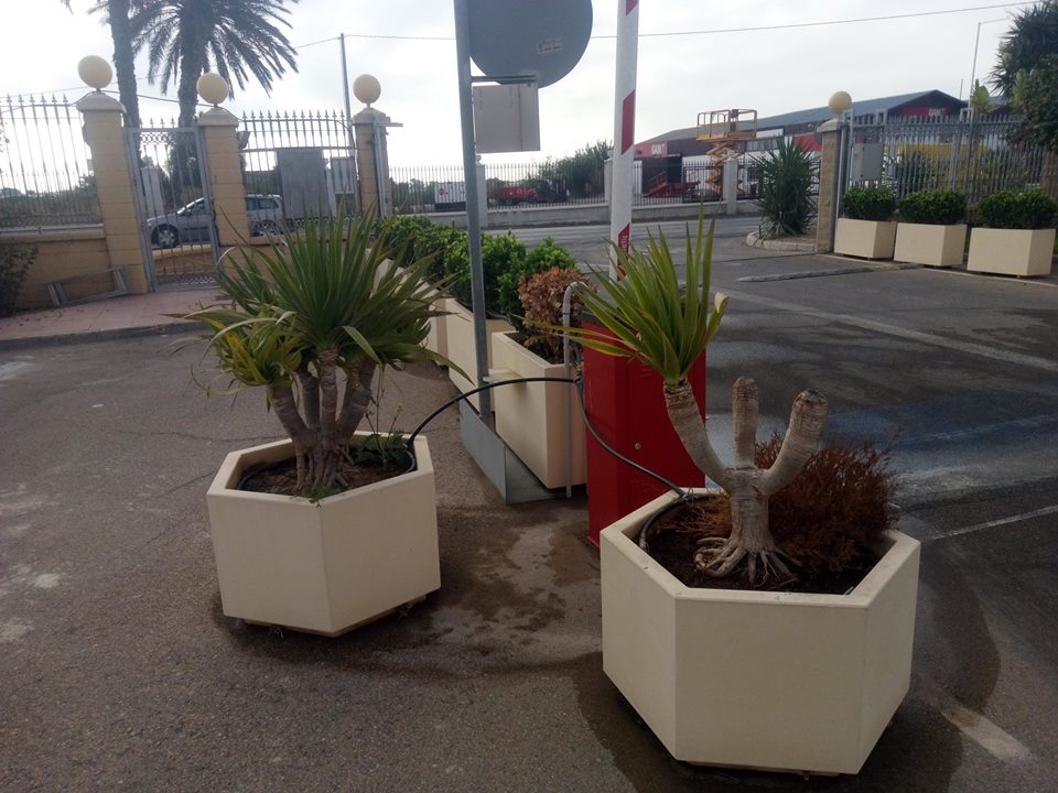 Cambio de plantas en las jardineras acceso a las instalaciones de Rijk Zwaan, en carretera del Mami