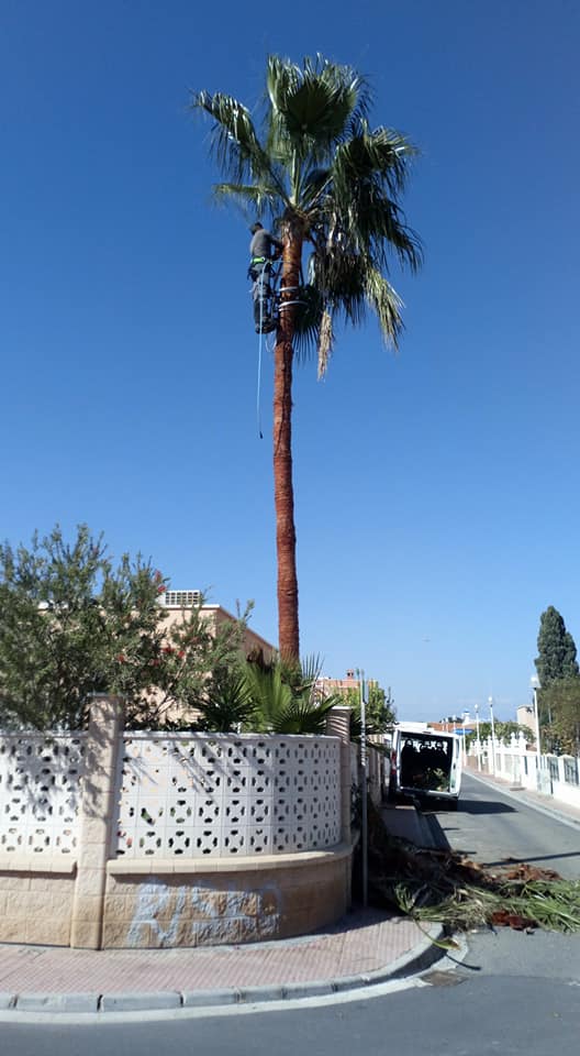 volvemos a realizar trabajos en altura, afeitado y limpieza de palmeras de más de 10 metros de altura